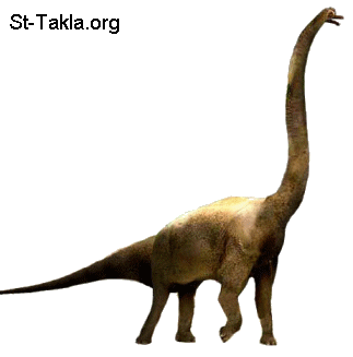 St-Takla.org Image: Brachiosaurus صورة في موقع الأنبا تكلا: ديناصور براكيسوروس