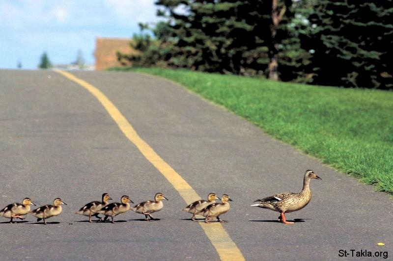 St-Takla.org Image: Ducklings crossing the road, leadership صورة في موقع الأنبا تكلا: بط يعبر الشارع، القيادة