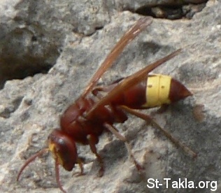 St-Takla.org Image: A Hornet  - Photograph by Michael Ghaly for St-Takla.org     : ѡ ѡ ѡ ѡ ѡ ѡ ѡ  -    :    