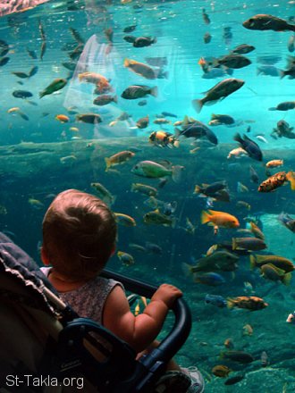 St-Takla.org Image: A baby watching fish in an aquarium صورة في موقع الأنبا تكلا: طفل صغير يشاهد الأسماك في أكواريم (حوض مائي لعرض الأسماك)، متحف الأحياء المائية