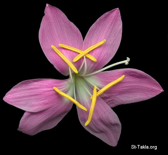 St-Takla.org Image: Flower صورة في موقع الأنبا تكلا: وردة