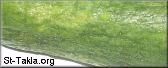 St-Takla.org Image: An un-fresh cucumber showing the effects of the curling of its skin صورة في موقع الأنبا تكلا: ثمرة خيار غير طازجة، ويظهر التأثير المذكور بها من حيث التجعد في الجلد