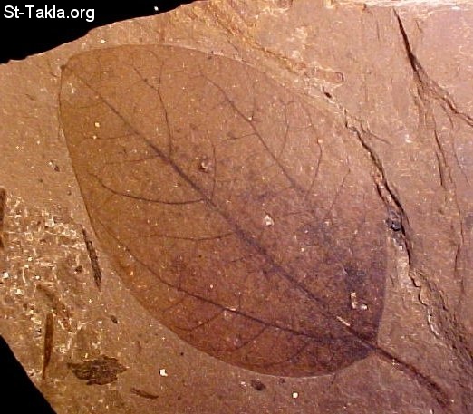 St-Takla.org Image: Very clear details of a plant showing in this fossil صورة في موقع الأنبا تكلا: أدق تفاصيل النباتات واضحة في هذه ا لحفرية