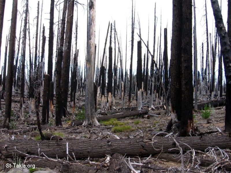 St-Takla.org Image: Burnt forest and trees, wrong environment صورة في موقع الأنبا تكلا: أشجار و غابة محترقة، بيئة سيئة